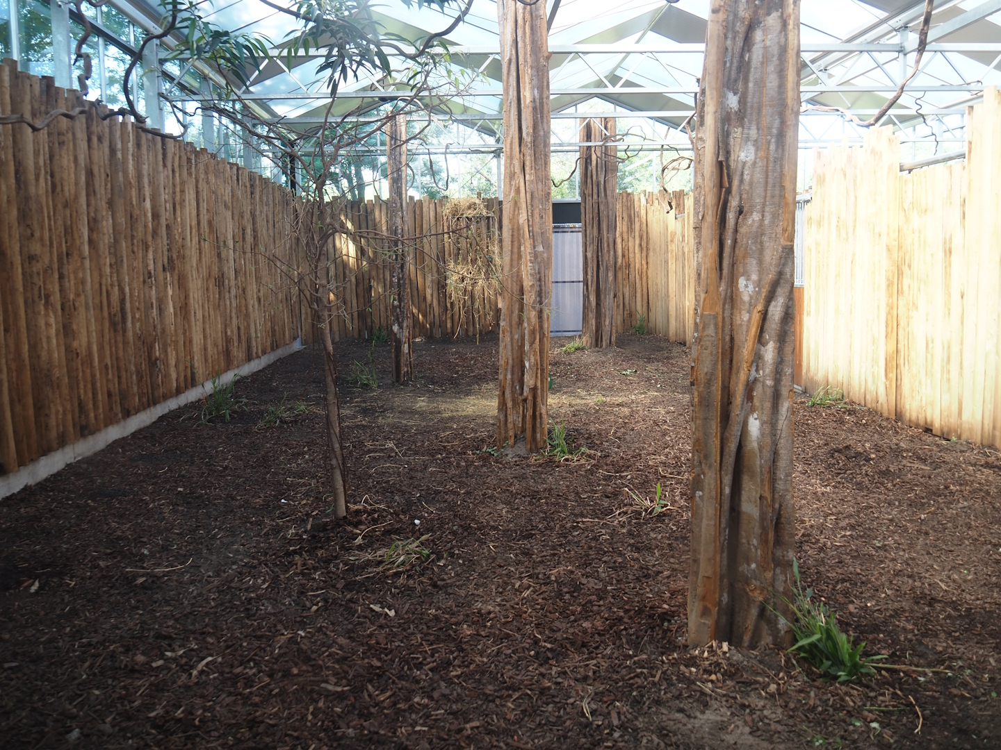 New Central African area Ngyuwe - Okapi indoor exhibit, 2025-08-03