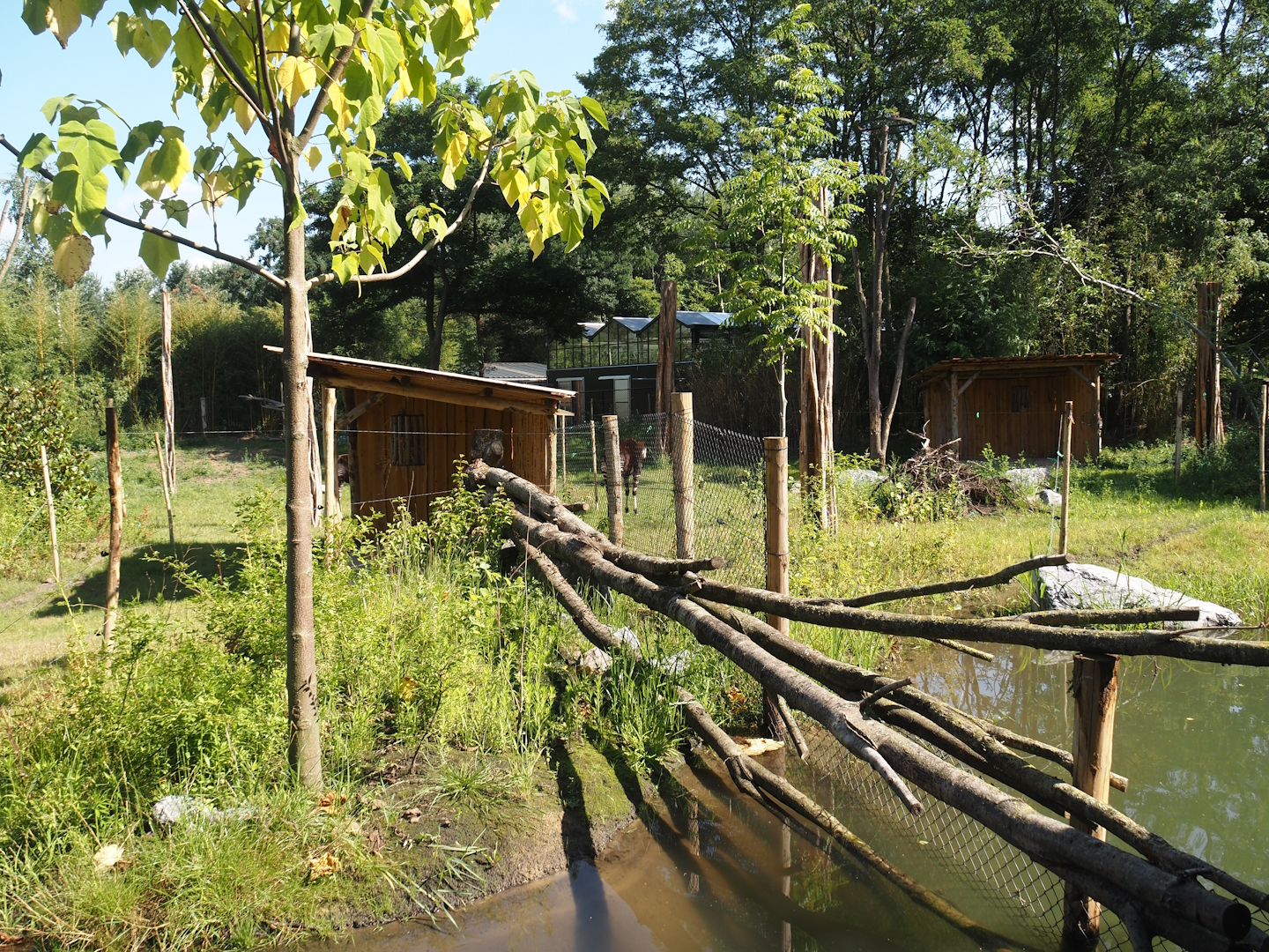 New Central African area Ngyuwe - Okapi, Yellow-backed duiker and Kirk's dik-dik paddocks, 2025-08-03