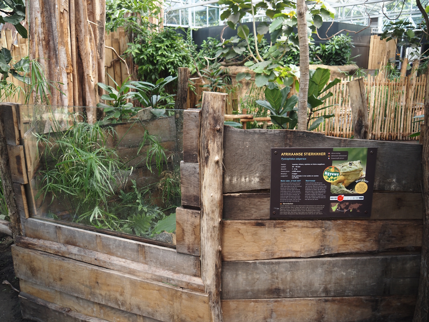 New Central African area Ngyuwe - Open-topped African bullfrog exhibit in pygmy hippo, red river hog and primate greenhouse, 2025-08-03