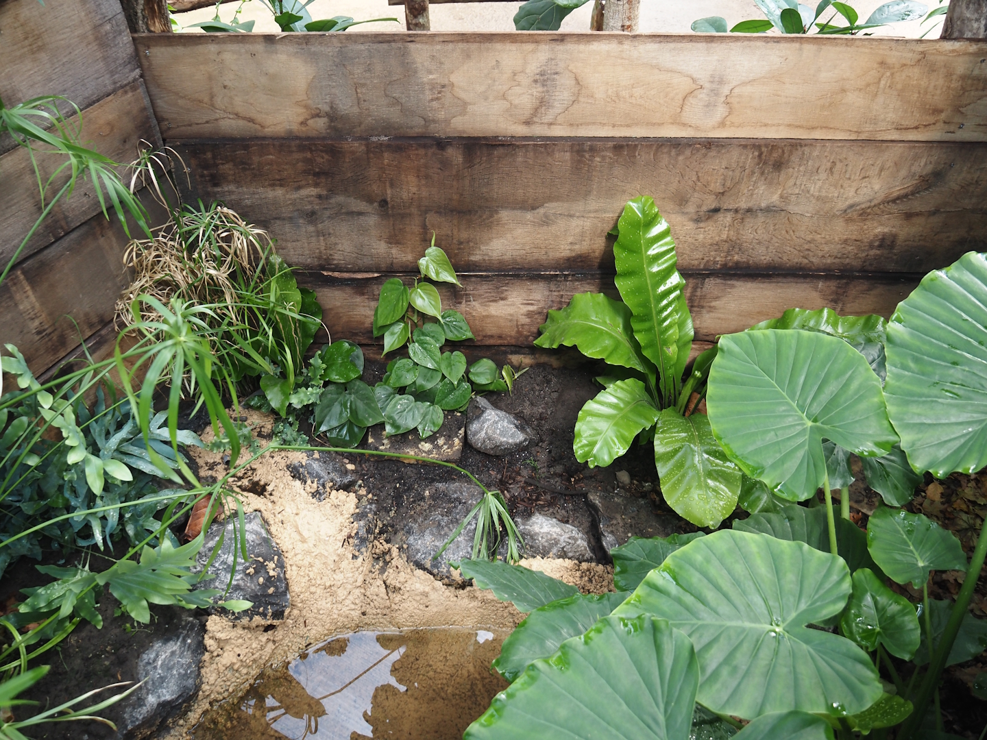 New Central African area Ngyuwe - Open-topped African bullfrog exhibit in pygmy hippo, red river hog and primate greenhouse, 2025-08-03