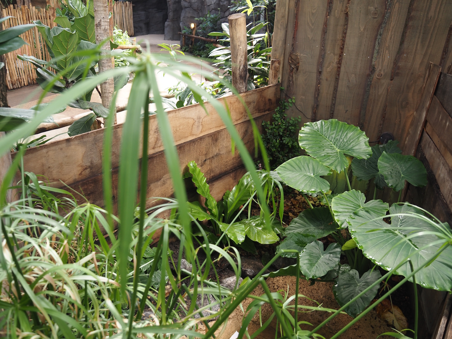 New Central African area Ngyuwe - Open-topped African bullfrog exhibit in pygmy hippo, red river hog and primate greenhouse, 2025-08-03