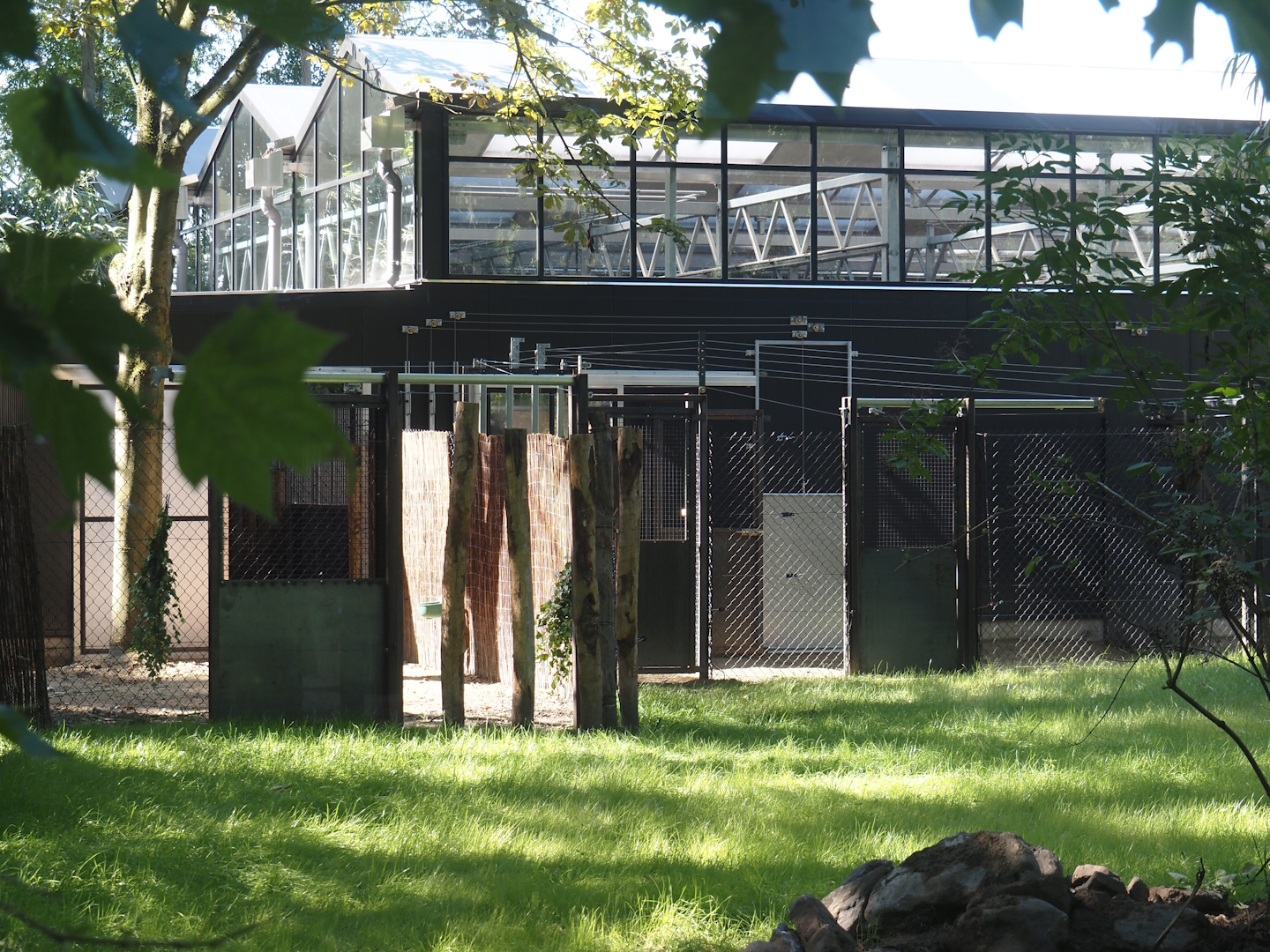New Central African area Ngyuwe - Pygmy hippopotamus and Western sitatunga exhibit greenhouse and holding yards, 2025-08-03