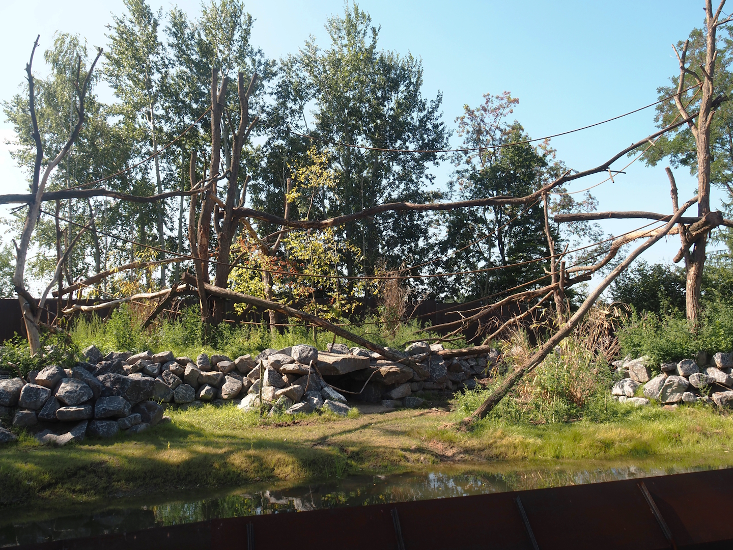 New Central African area Ngyuwe - Red river hog, De Brazza's monkey and Drill exhibit, 2025-08-03