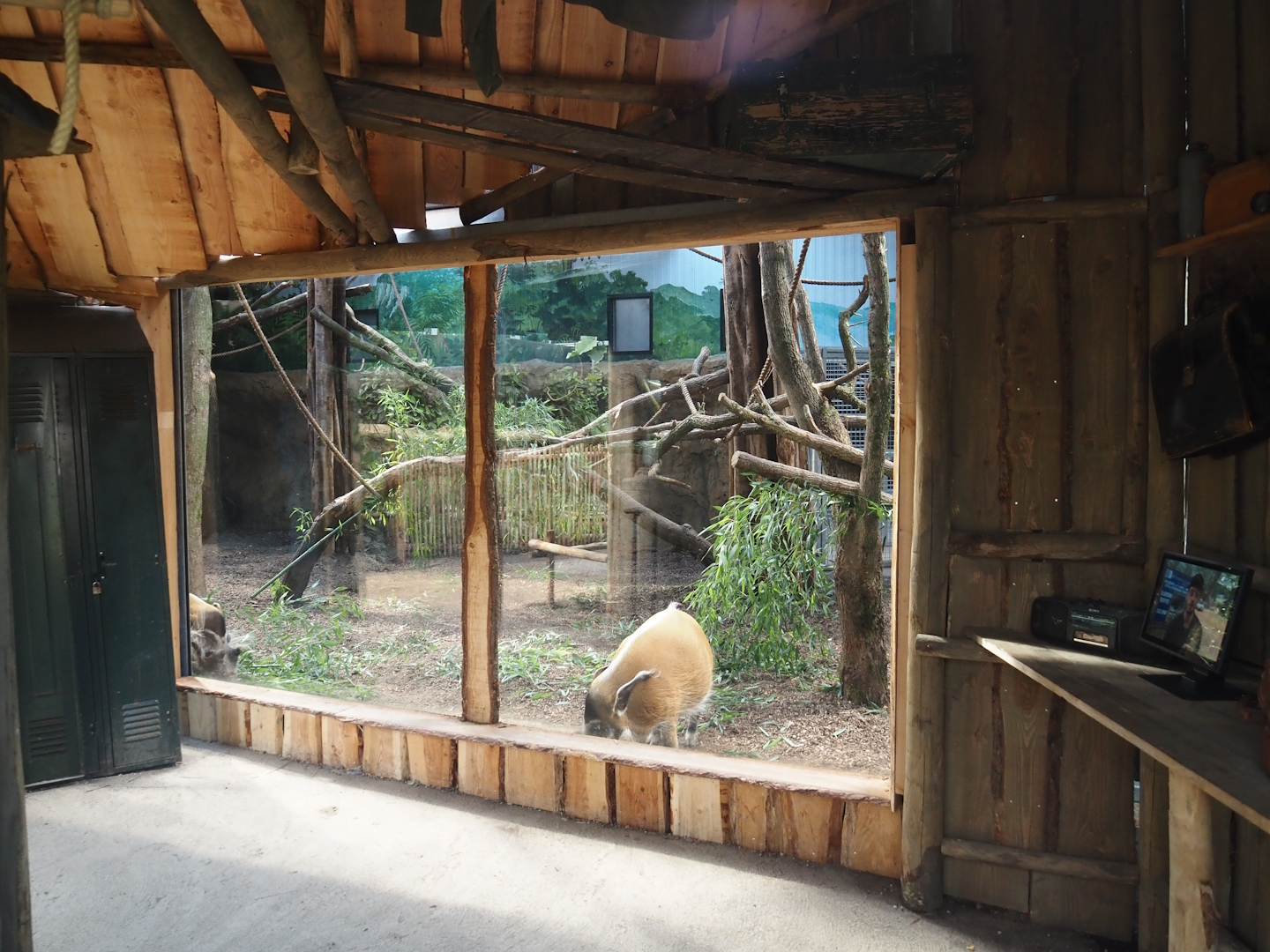 New Central African area Ngyuwe - Red river hog, De Brazza's monkey and Drill indoor exhibit, 2025-08-03