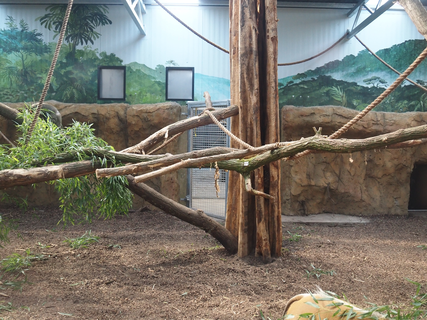 New Central African area Ngyuwe - Red river hog, De Brazza's monkey and Drill indoor exhibit, 2025-08-03