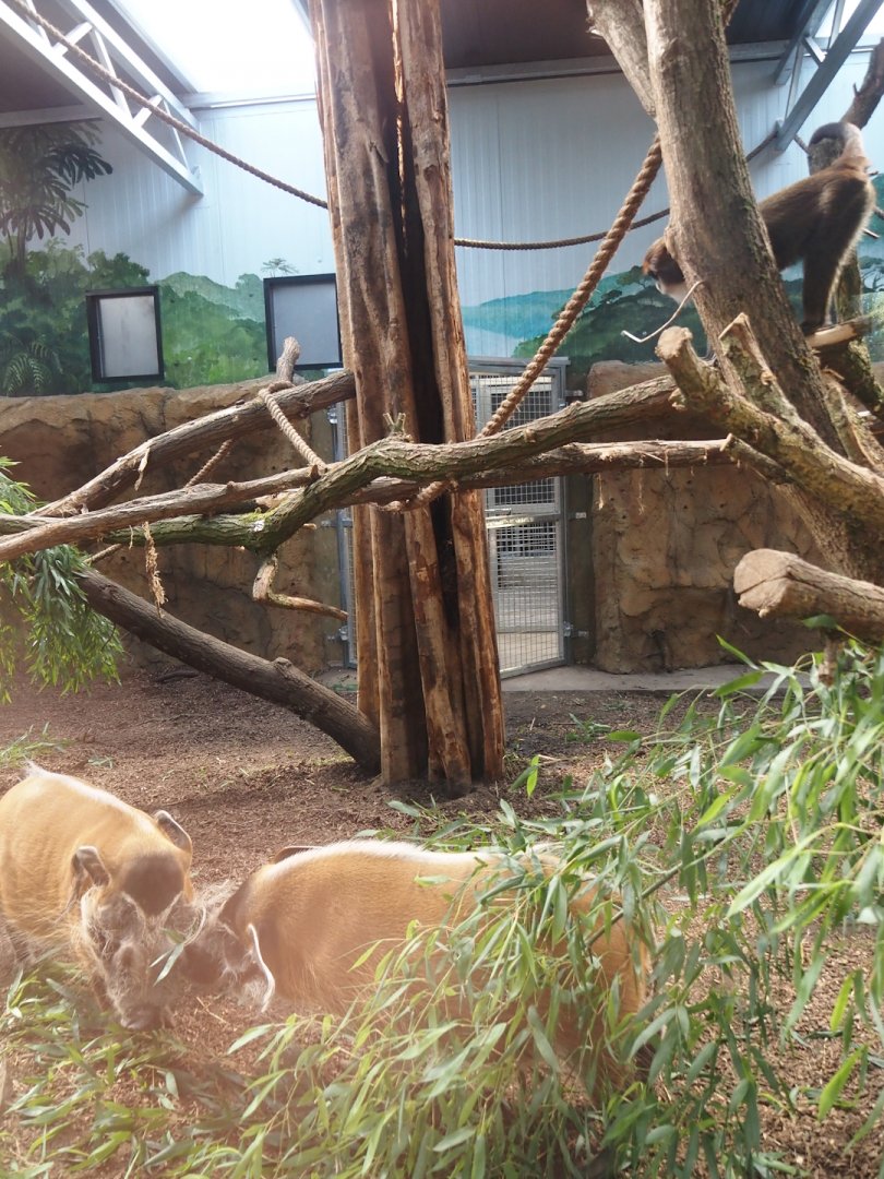 New Central African area Ngyuwe - Red river hog, De Brazza's monkey and Drill indoor exhibit, 2025-08-03