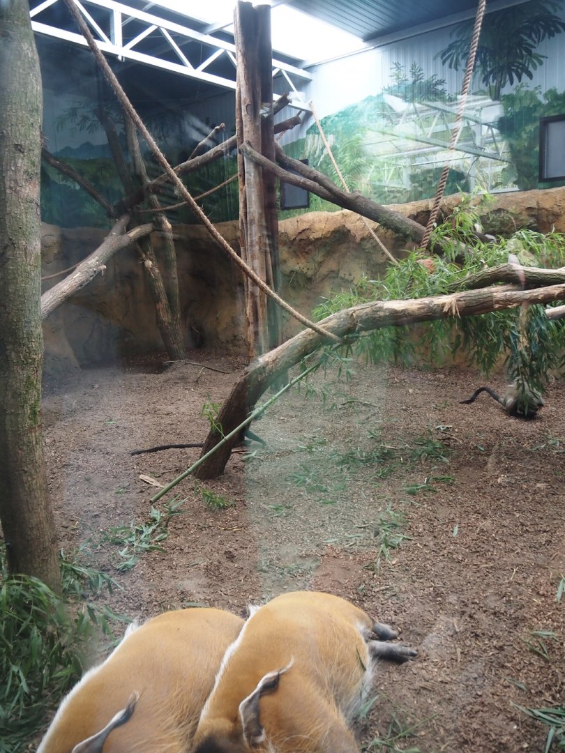 New Central African area Ngyuwe - Red river hog, De Brazza's monkey and Drill indoor exhibit, 2025-08-03