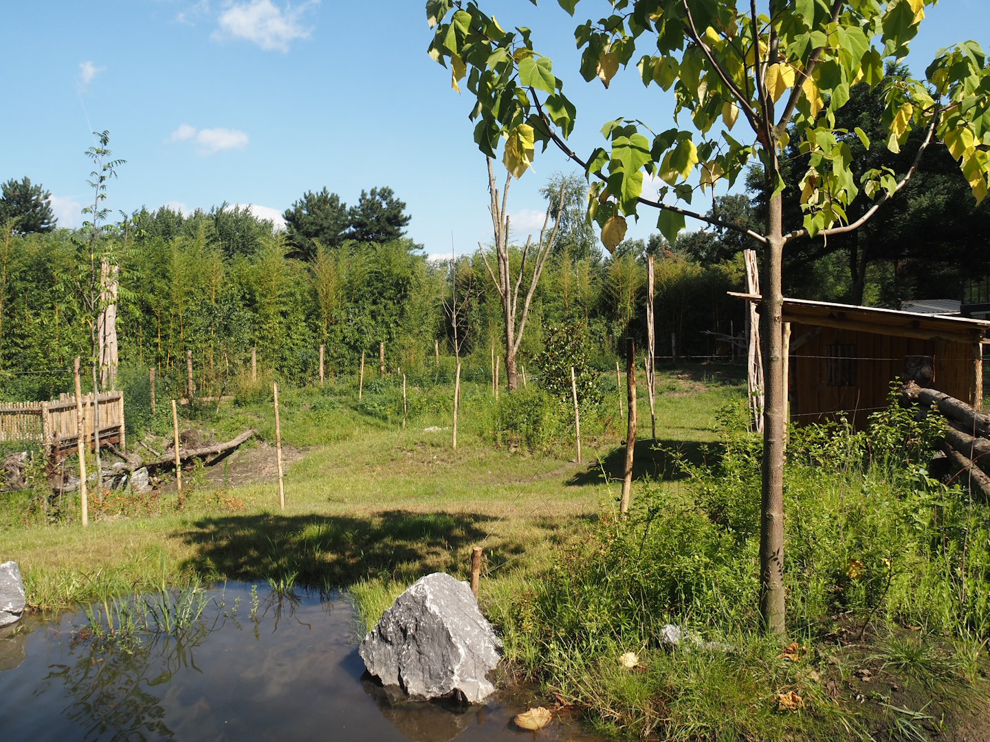 New Central African area Ngyuwe - Second Okapi, Yellow-backed duiker and Kirk's dik-dik paddock, 2025-08-03