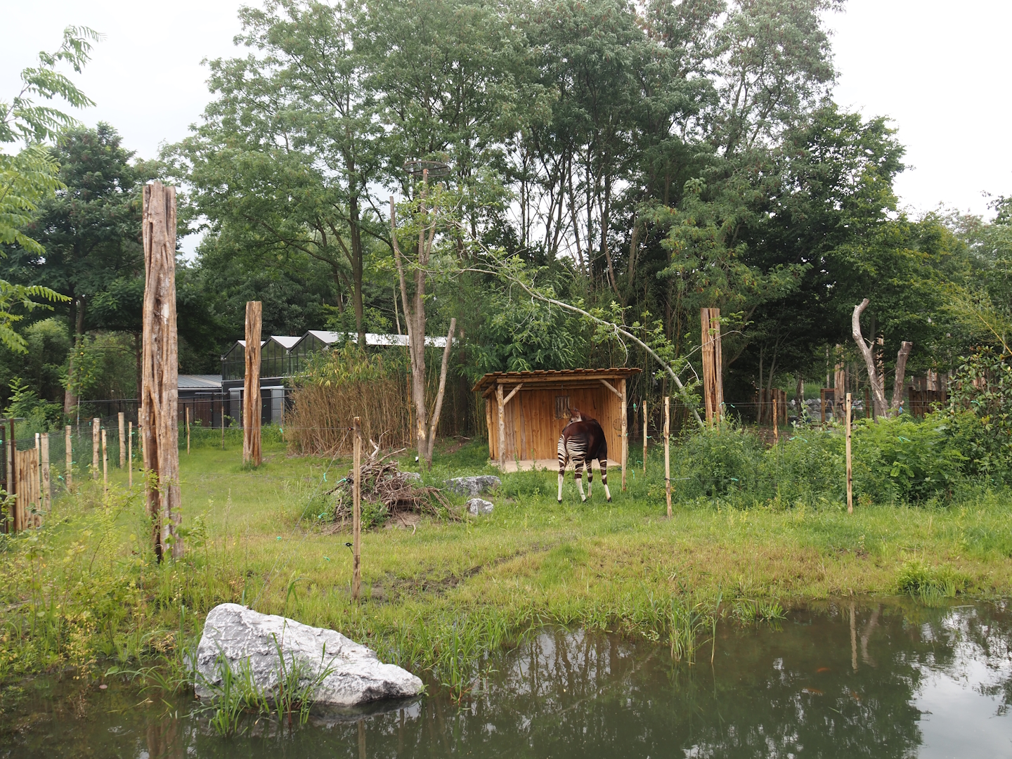 New Central African area Ngyuwe - Second Okapi, Yellow-backed duiker and Kirk's dik-dik paddock, 2025-08-03