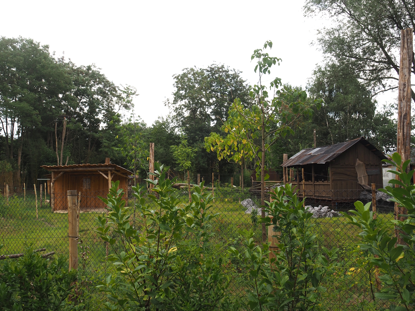 New Central African area Ngyuwe - Second Okapi, Yellow-backed duiker and Kirk's dik-dik paddock, 2025-08-03