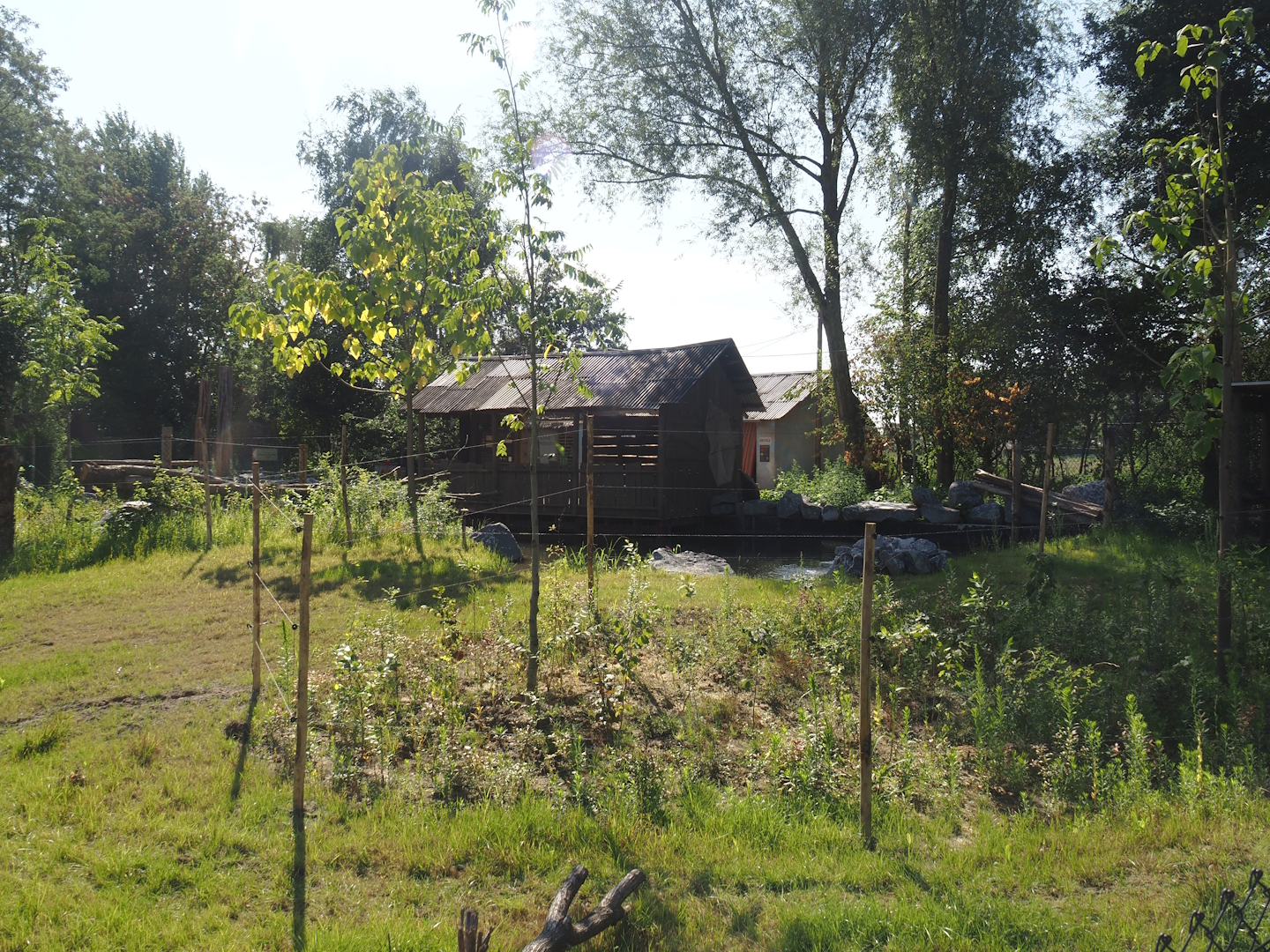 New Central African area Ngyuwe - Second Okapi, Yellow-backed duiker and Kirk's dik-dik paddock, 2025-08-03