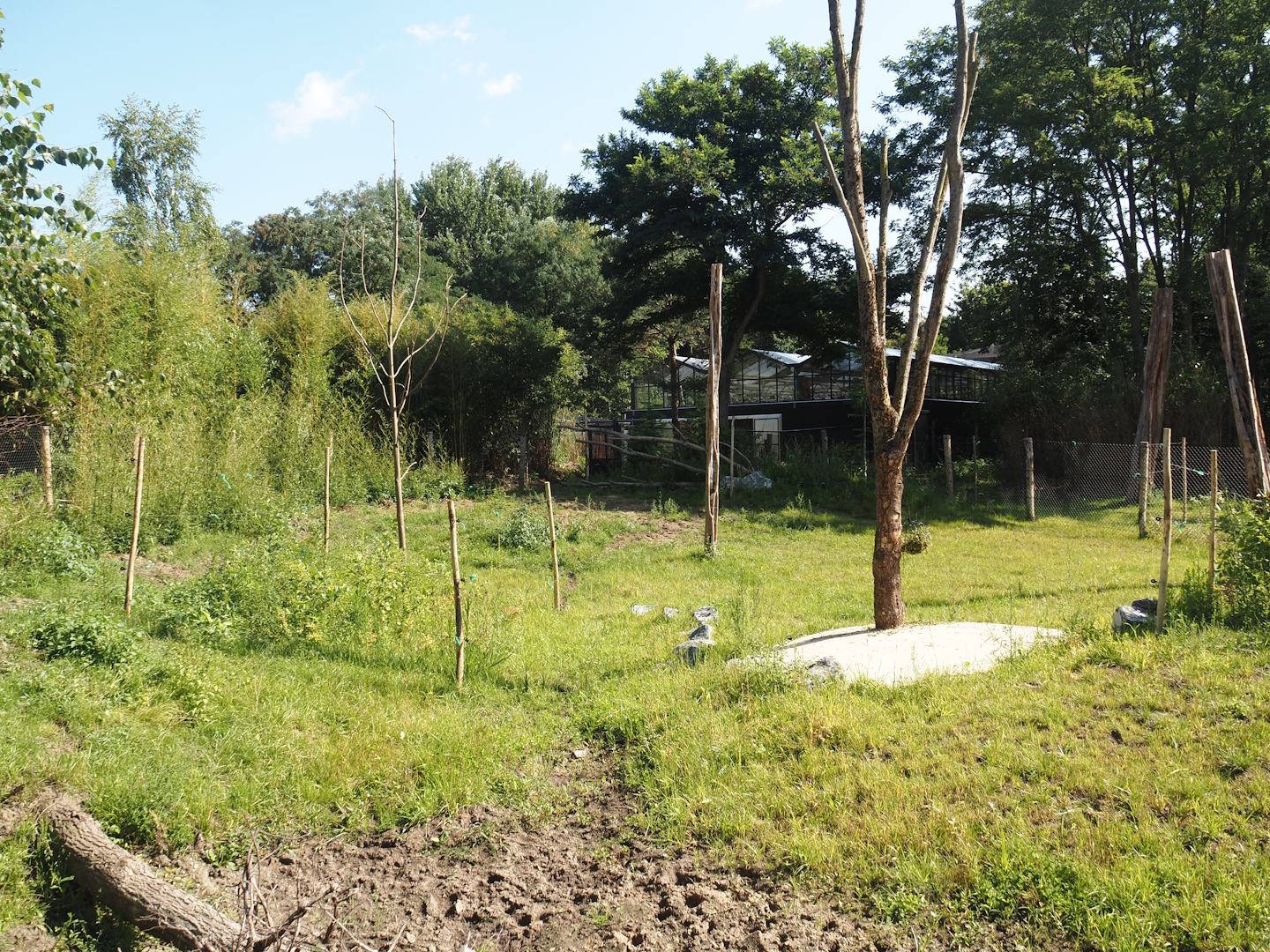 New Central African area Ngyuwe - Second Okapi, Yellow-backed duiker and Kirk's dik-dik paddock, 2025-08-03