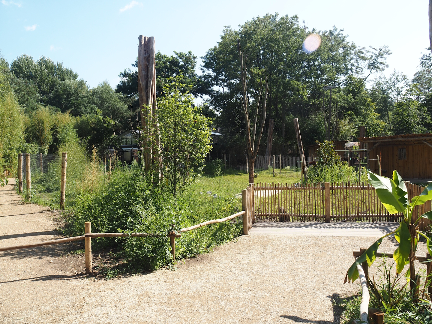 New Central African area Ngyuwe - Second Okapi, Yellow-backed duiker and Kirk's dik-dik paddock and viewing area, 2025-08-03