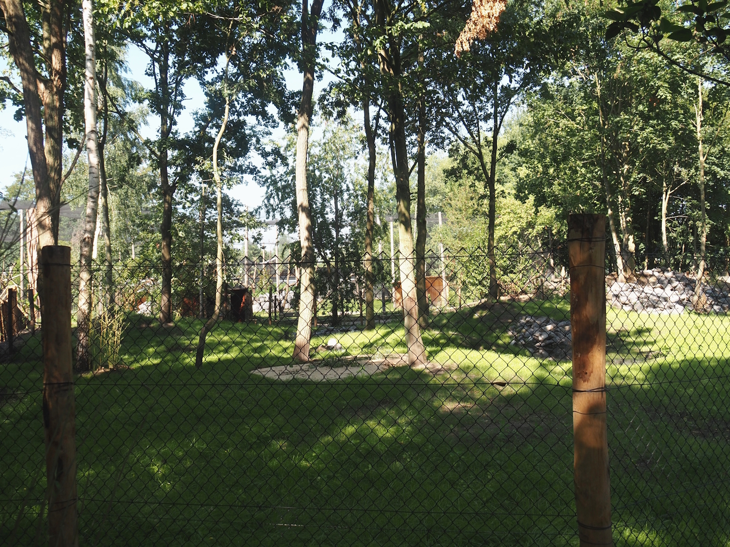 New Central African area Ngyuwe - Second Pygmy hippopotamus and Western sitatunga exhibit, 2025-08-03