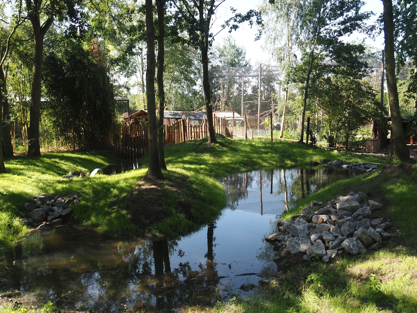 New Central African area Ngyuwe - Second Pygmy hippopotamus and Western sitatunga exhibit, 2025-08-03