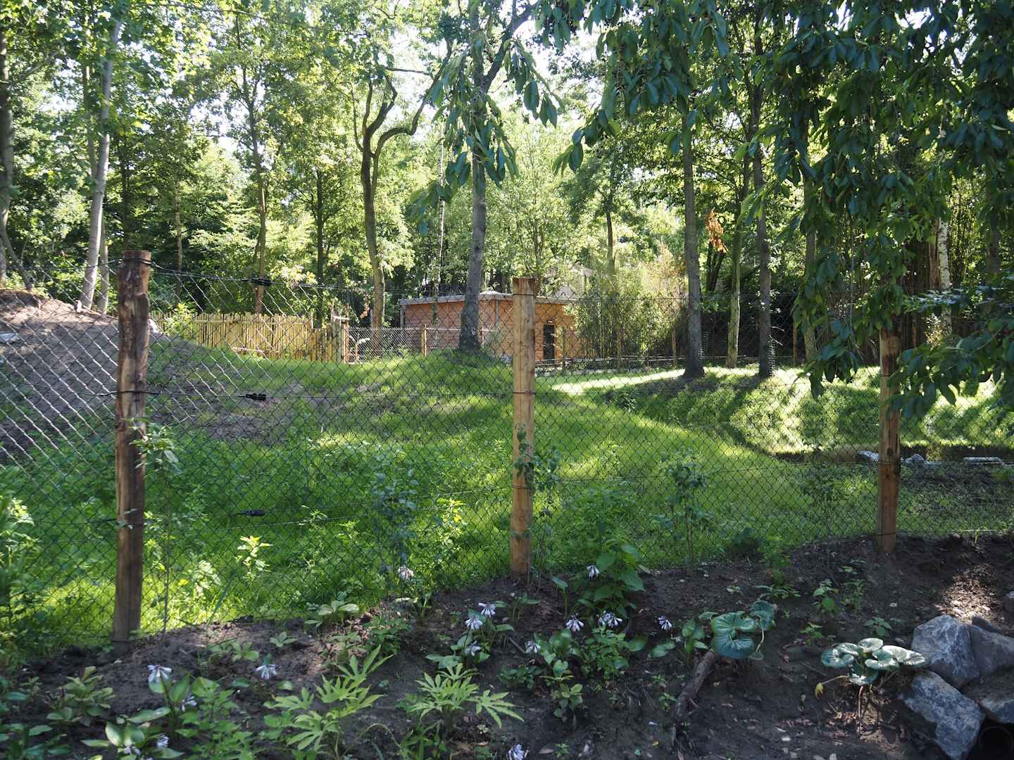 New Central African area Ngyuwe - Second Pygmy hippopotamus and Western sitatunga exhibit, 2025-08-03