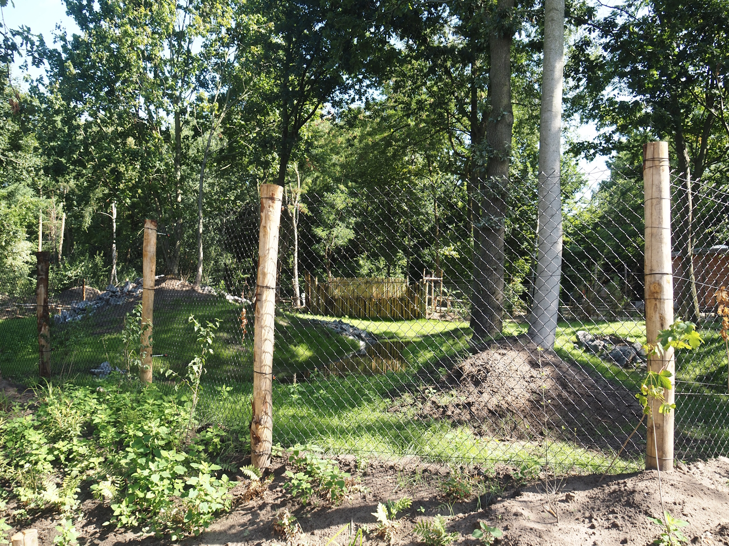 New Central African area Ngyuwe - Second Pygmy hippopotamus and Western sitatunga exhibit, 2025-08-03