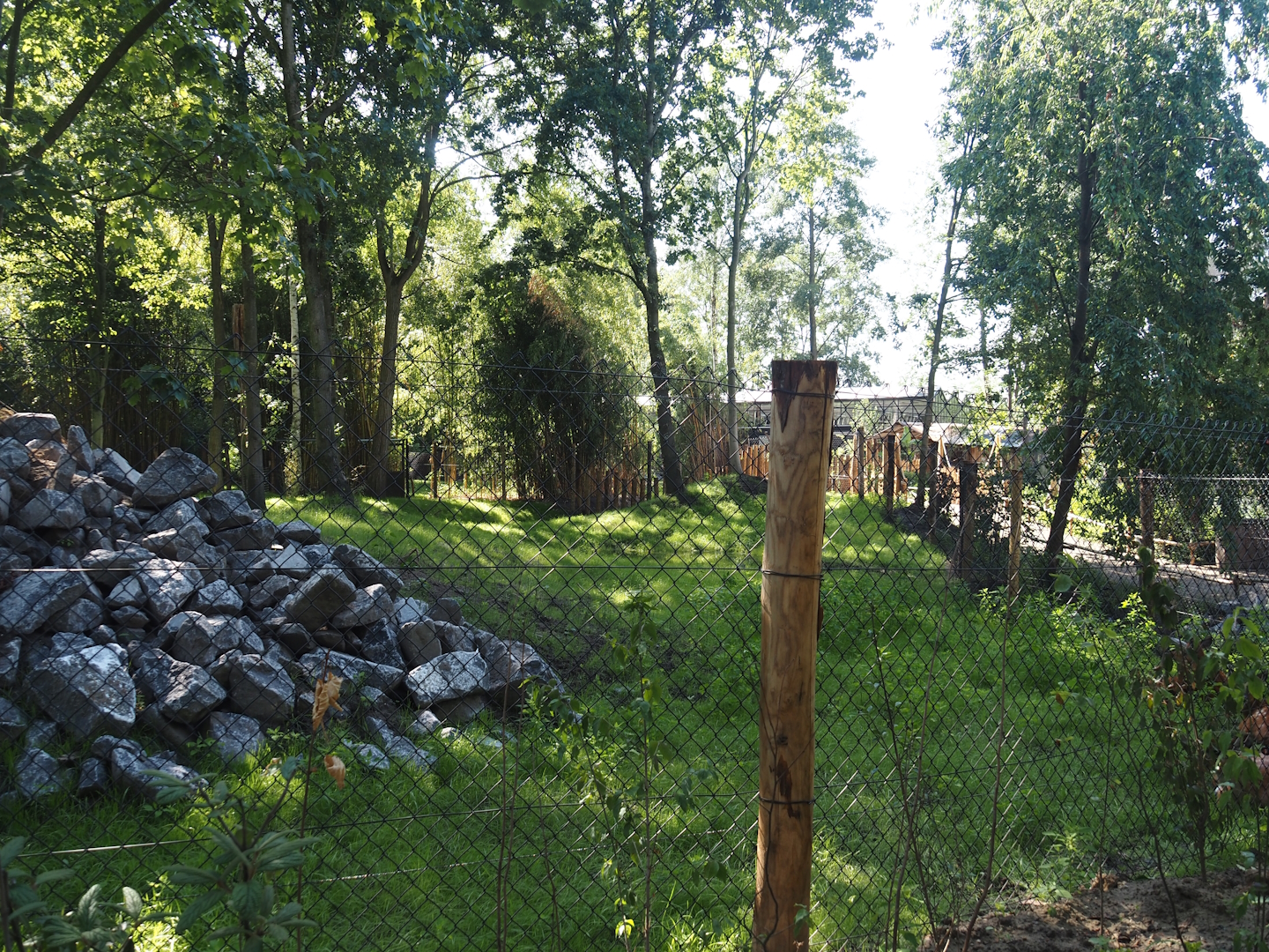 New Central African area Ngyuwe - Second Pygmy hippopotamus and Western sitatunga exhibit, 2025-08-03