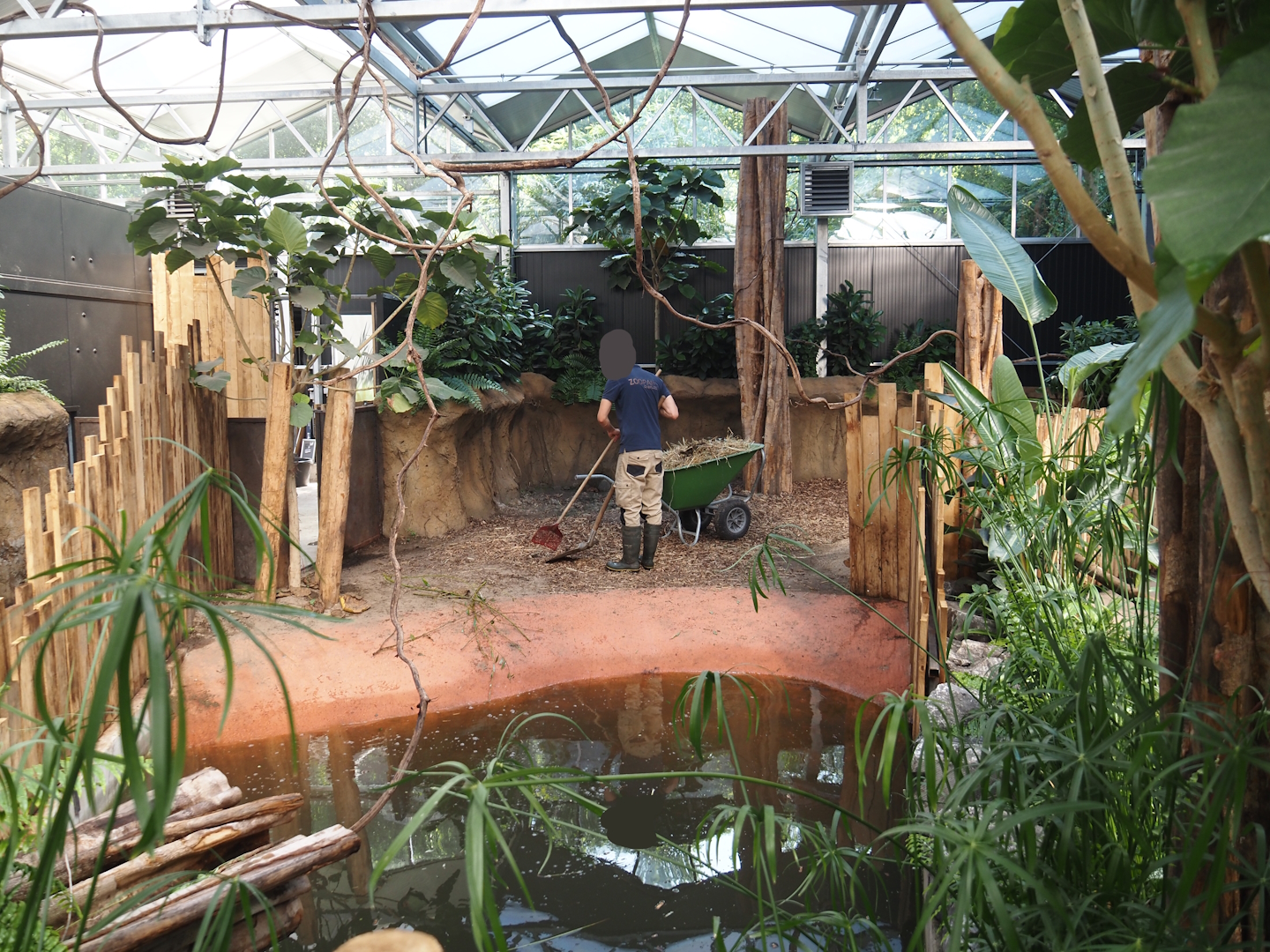 New Central African area Ngyuwe - Second Pygmy hippopotamus indoor exhibit, 2025-08-03