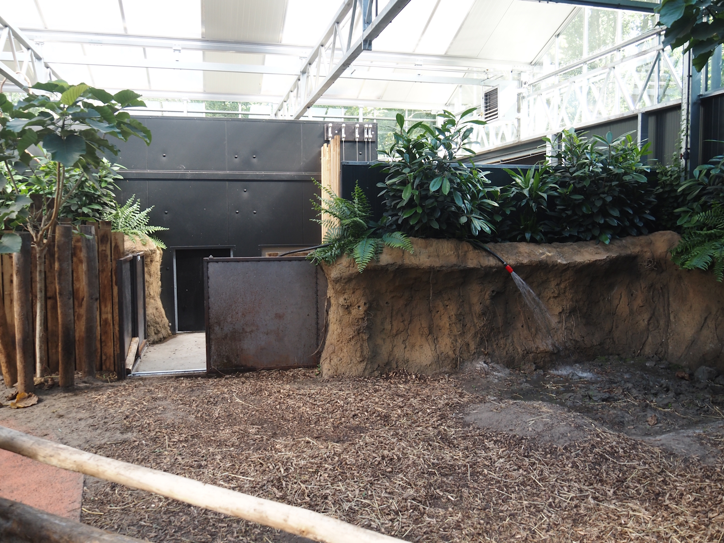 New Central African area Ngyuwe - Second Pygmy hippopotamus indoor exhibit and off-show area, 2025-08-03