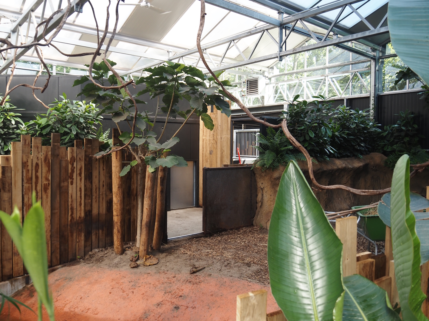 New Central African area Ngyuwe - Second Pygmy hippopotamus indoor exhibit and off-show area, 2025-08-03