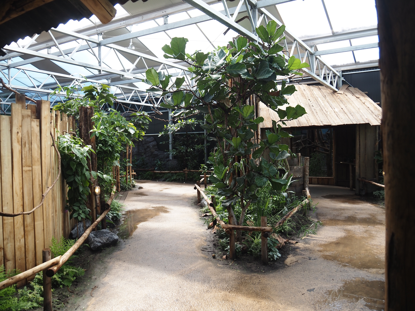 New Central African area Ngyuwe - View in Pygmy hippopotamus,  Red river hog, De Brazza's monkey and Drill greenhouse, 2025-08-03