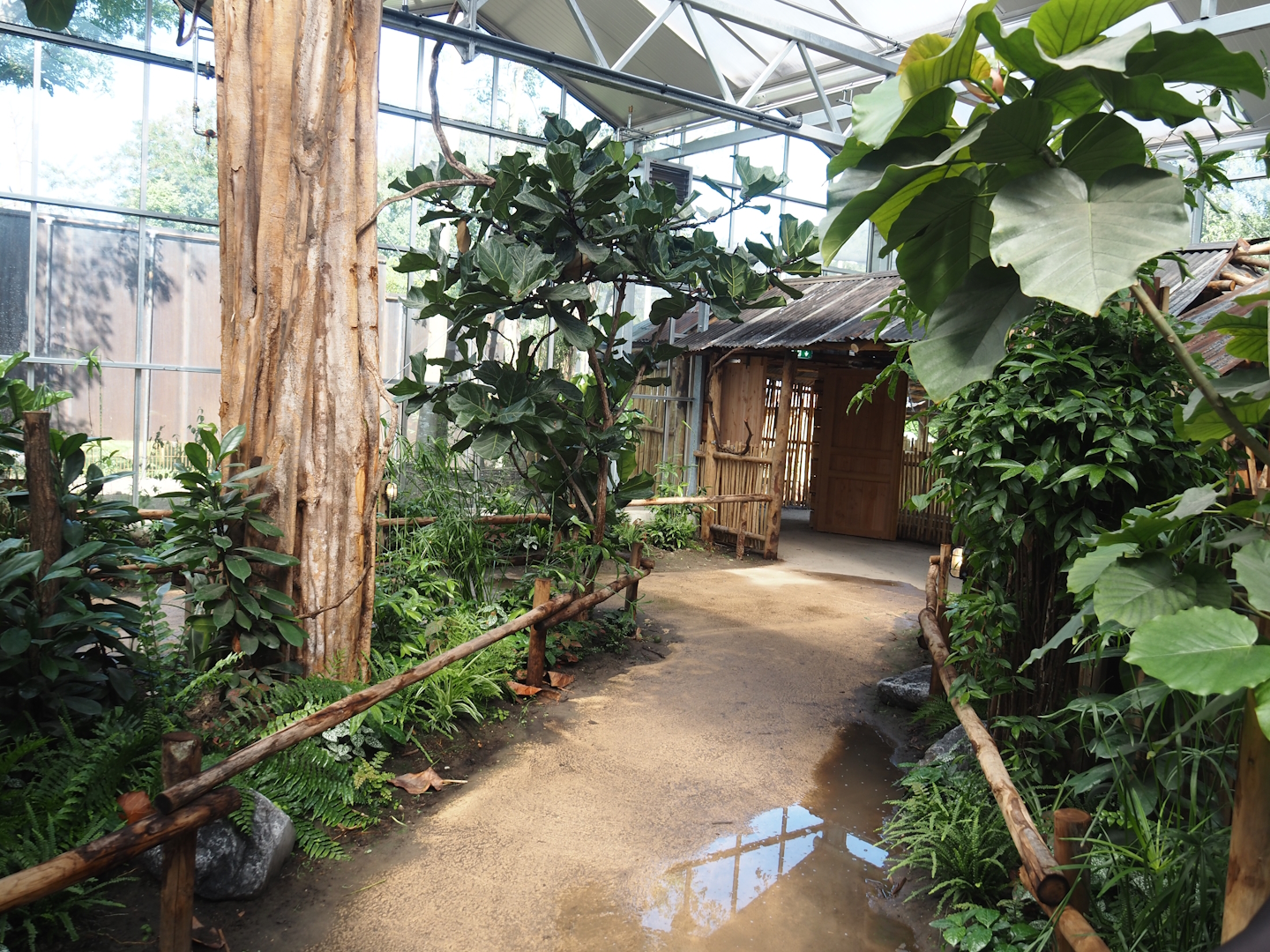 New Central African area Ngyuwe - View in Pygmy hippopotamus, Red river hog, De Brazza's monkey and Drill greenhouse, 2025-08-03