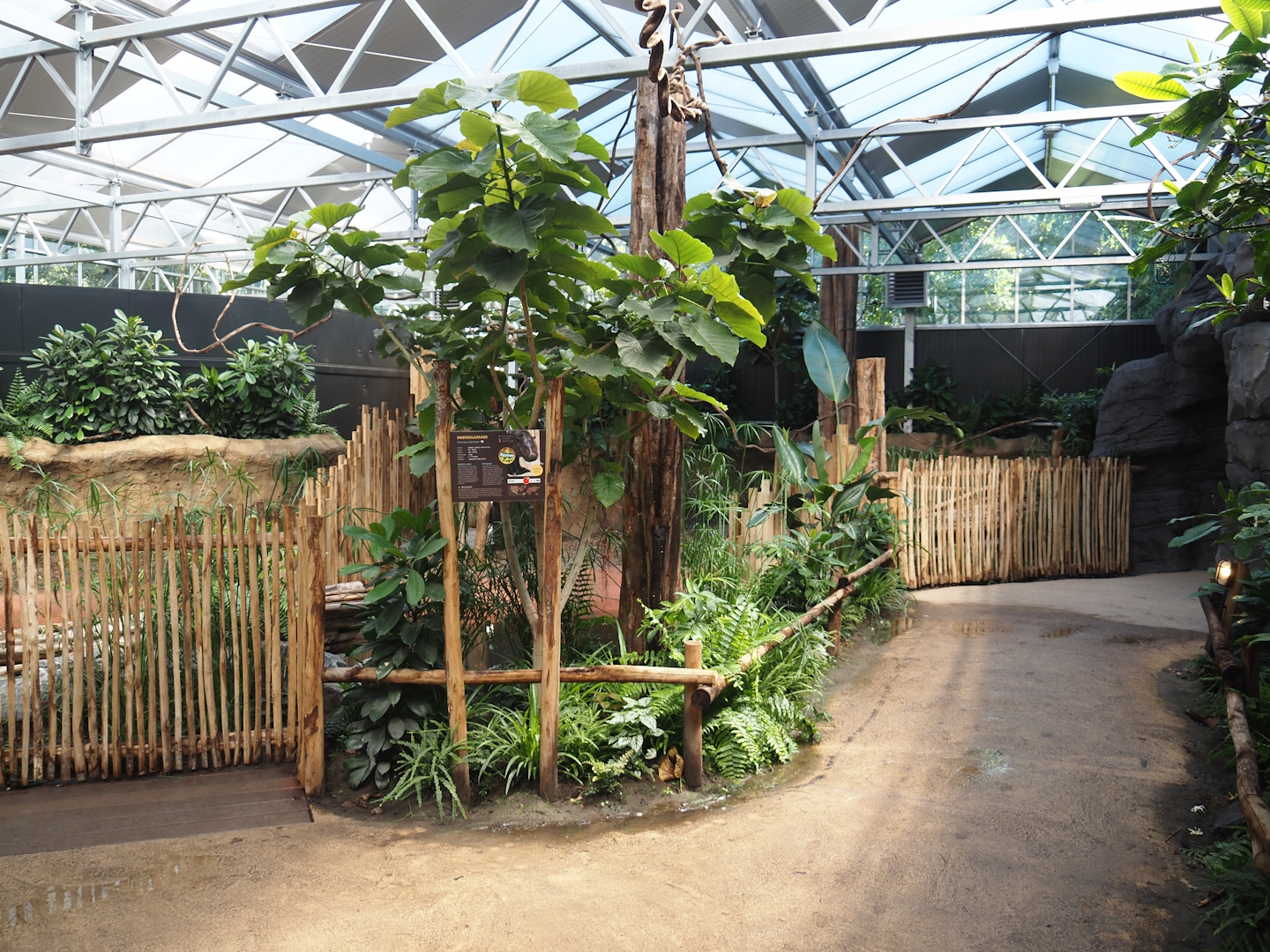 New Central African area Ngyuwe - View in Pygmy hippopotamus, Red river hog, De Brazza's monkey and Drill greenhouse, 2025-08-03