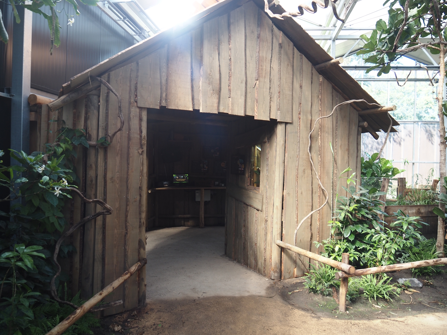 New Central African area Ngyuwe - Viewing hut for Red river hog, De Brazza's monkey and Drill indoor exhibit, 2025-08-03