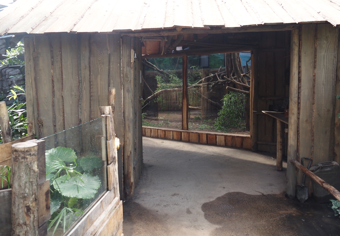 New Central African area Ngyuwe - Viewing hut with field work camp theming for Red river hog, De Brazza's monkey and Drill indoor exhibit, 2025-08-03