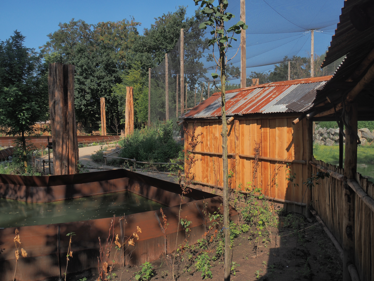 New Central African area Ngyuwe - Walkway between Red river hog, De Brazza's monkey and Drill exhibit and aviary, 2025-08-03