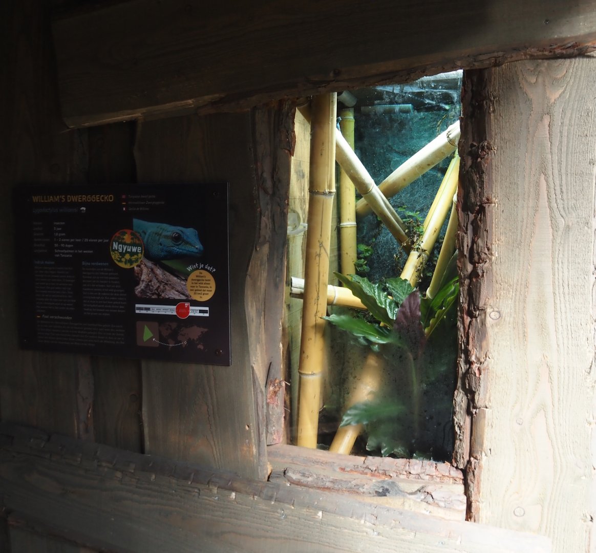 New Central African area Ngyuwe - William's electric blue day gecko terrarium, 2025-08-03