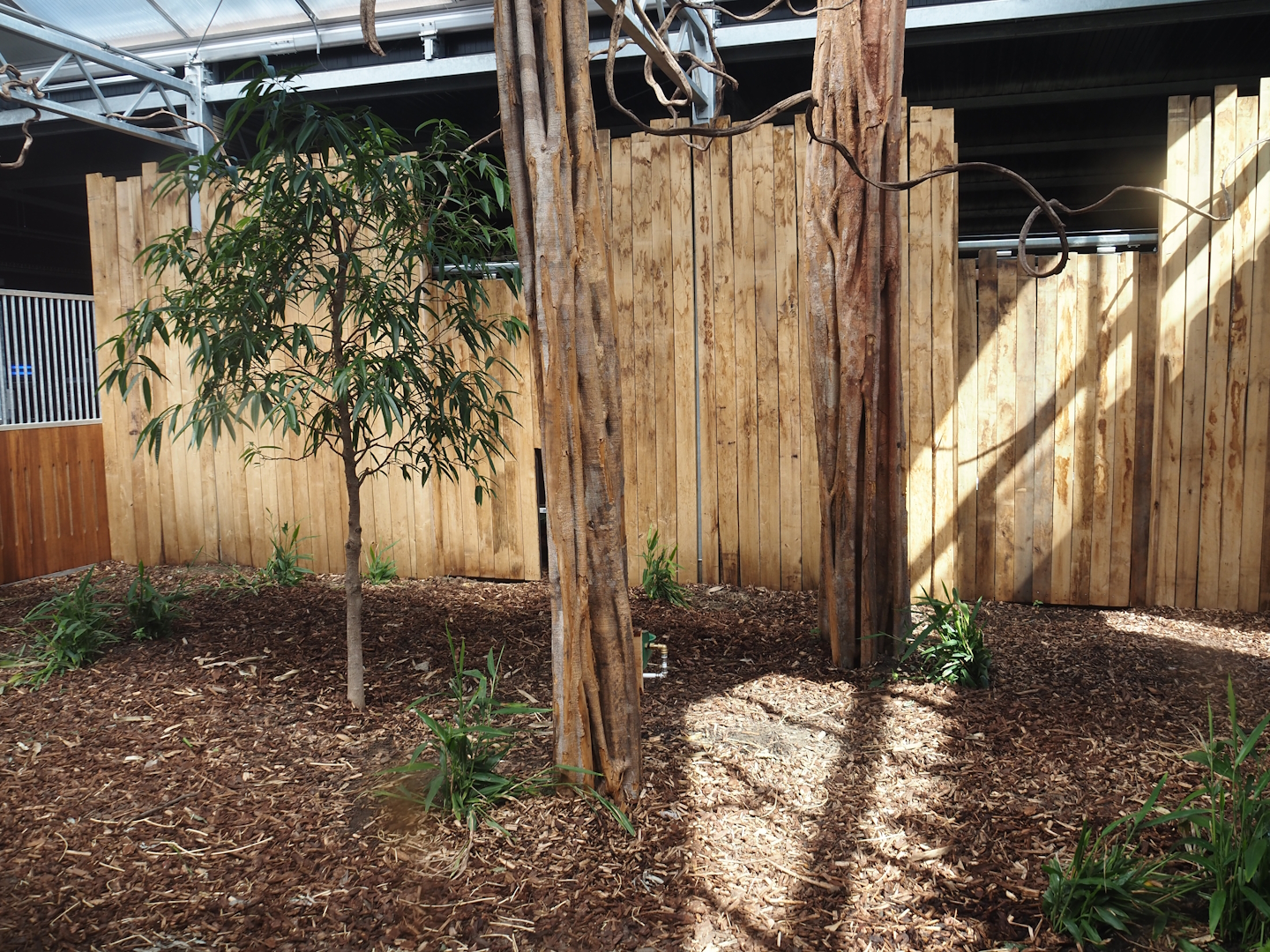 New Central African area Ngyuwe - Yellow-backed duiker indoor exhibit, 2025-08-03