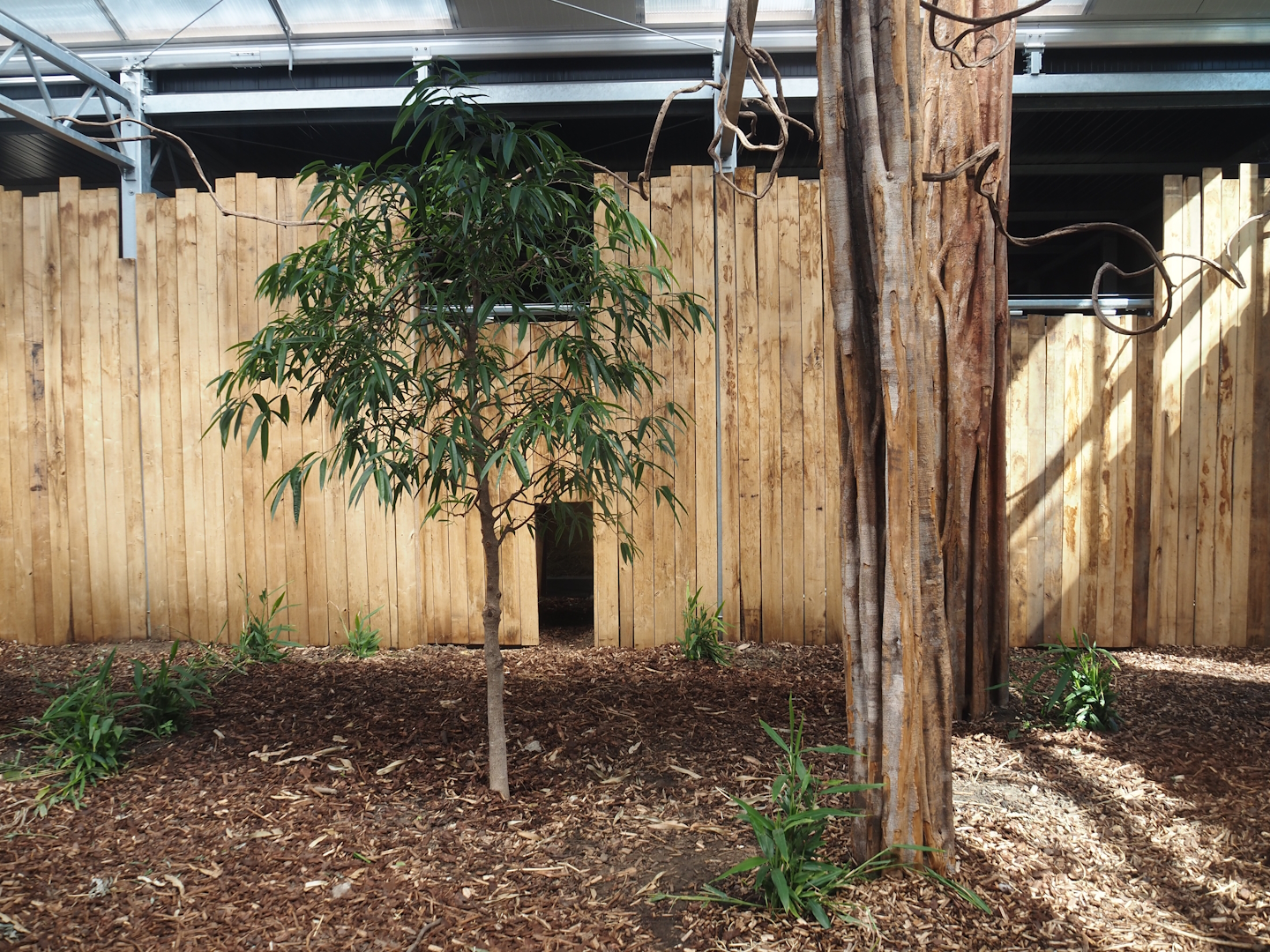 New Central African area Ngyuwe - Yellow-backed duiker indoor exhibit, 2025-08-03