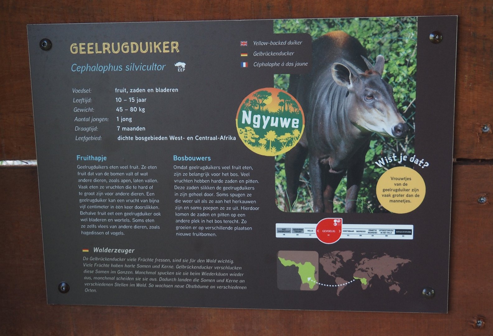 New Central African area Ngyuwe - Yellow-backed duiker signage, 2025-08-03