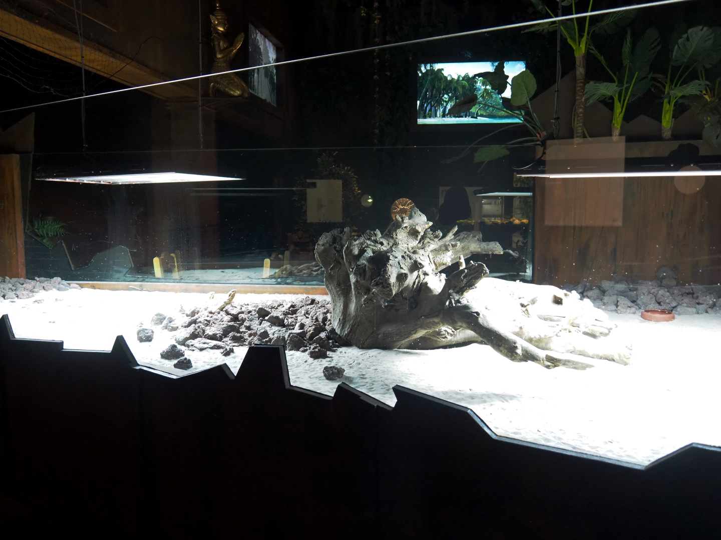 New Central bearded dragon terrarium next the new Thai Gourmet restaurant in the Mersus Emergo, 2022-09-14