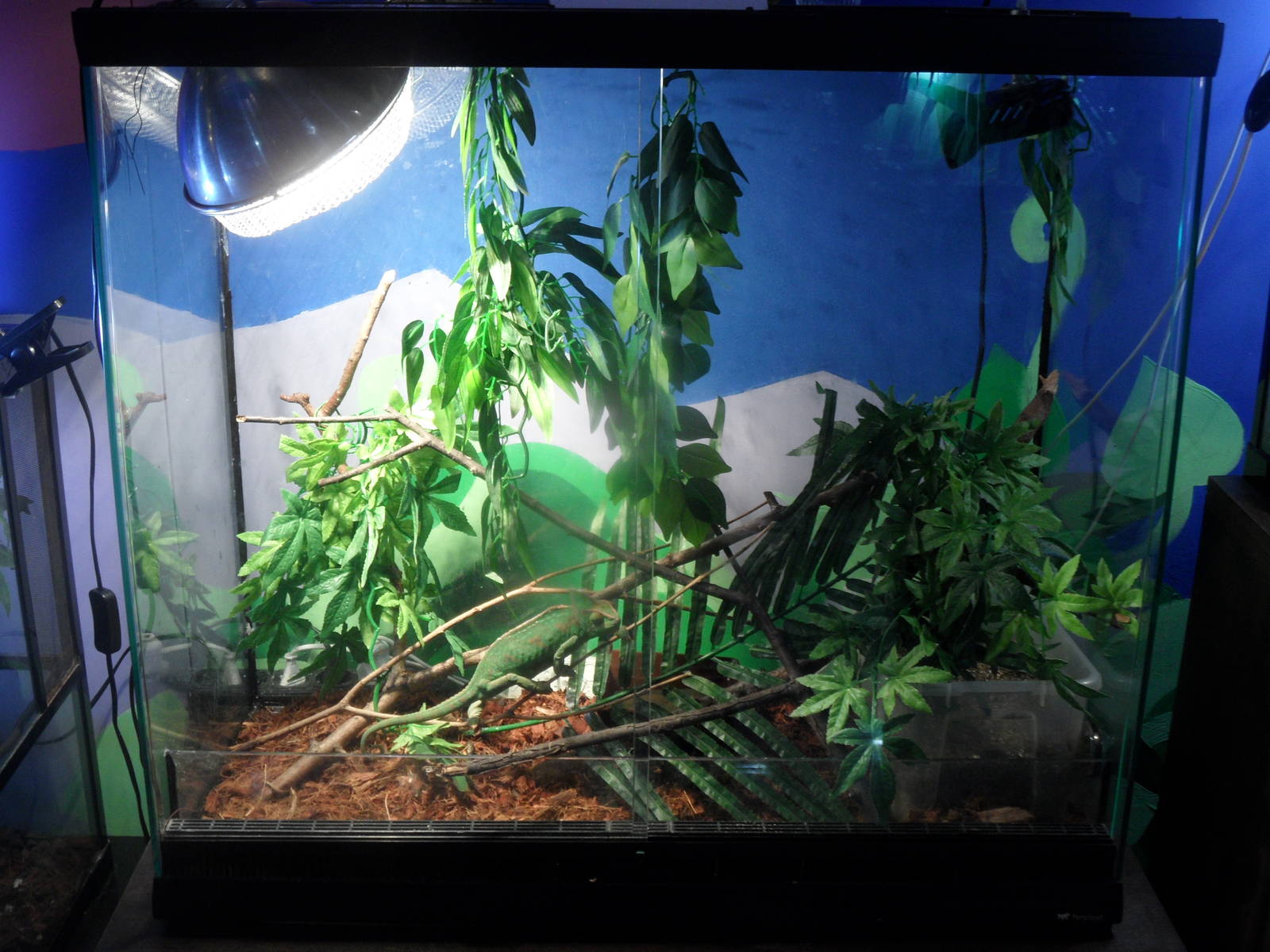 New chameleon terrarium