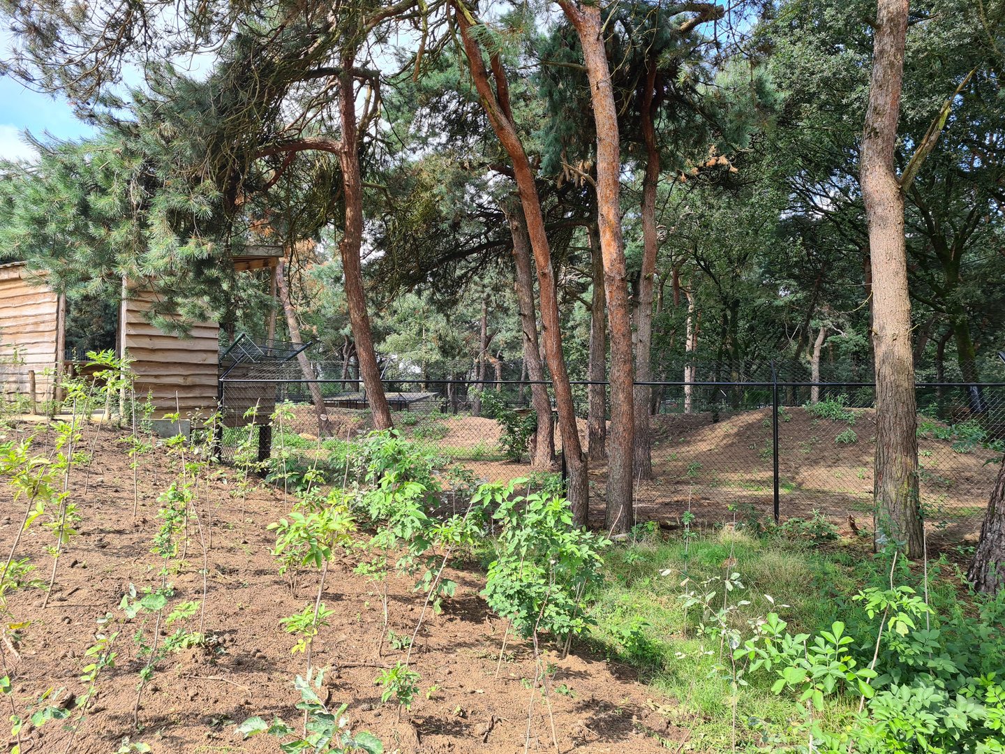 New Cheetah enclosure