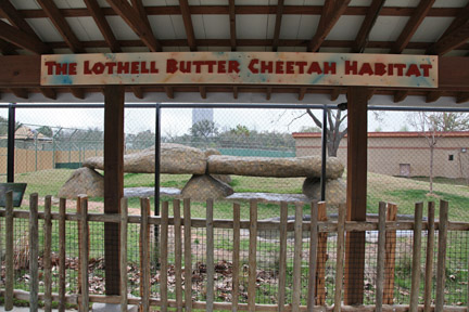 new cheetah exhibit
