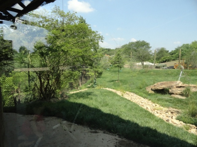 New Cheetah Exhibit