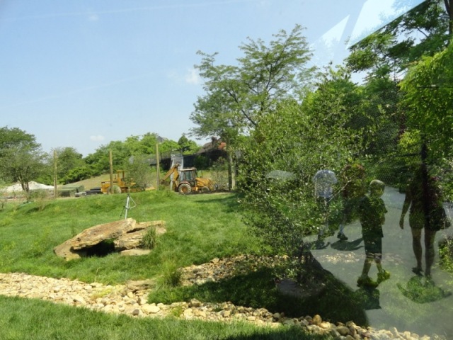 New Cheetah Exhibit