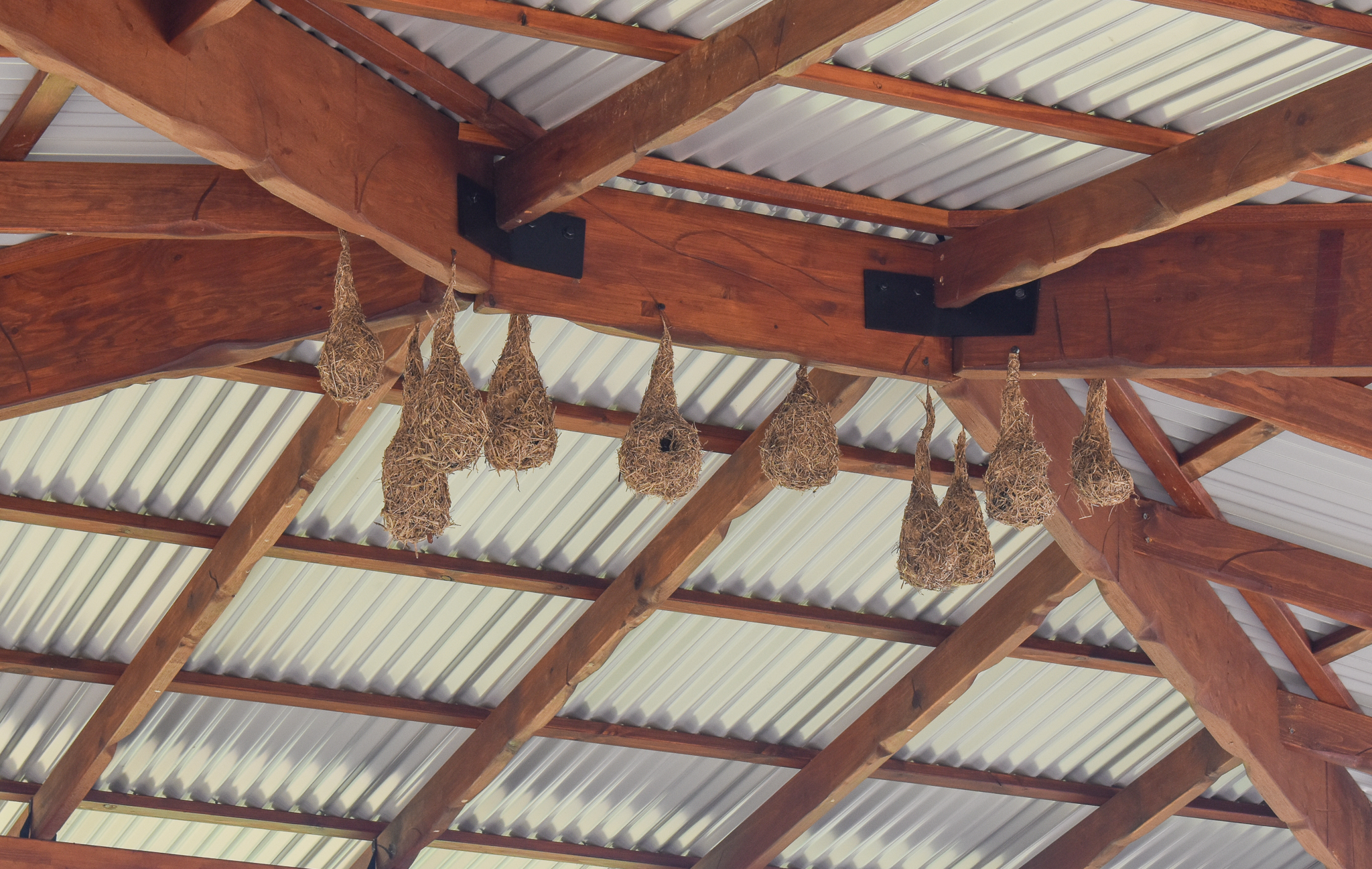 New Cheetah Grasslands - Fake weaver nests