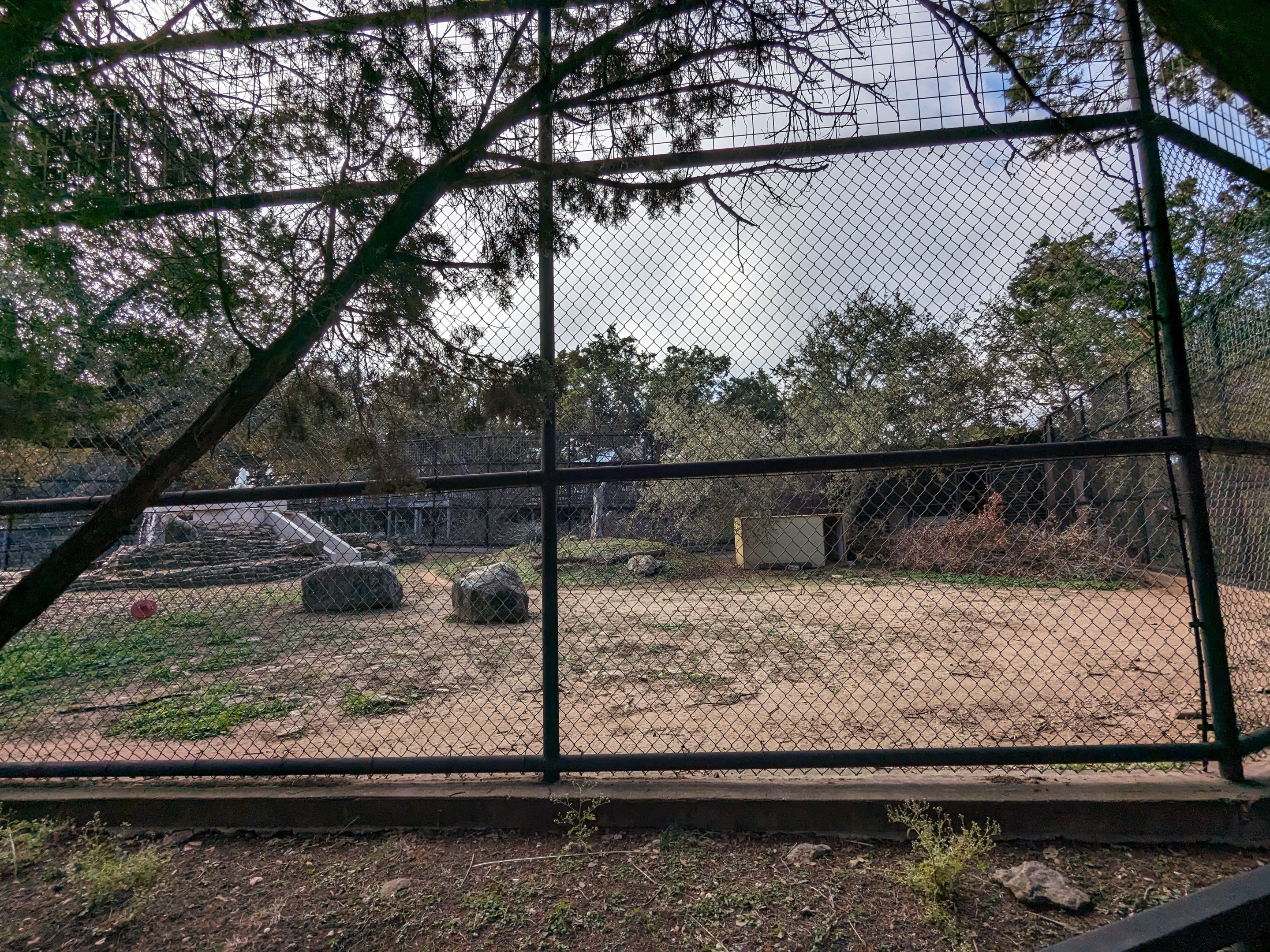 New cheetah yard (former black bear)