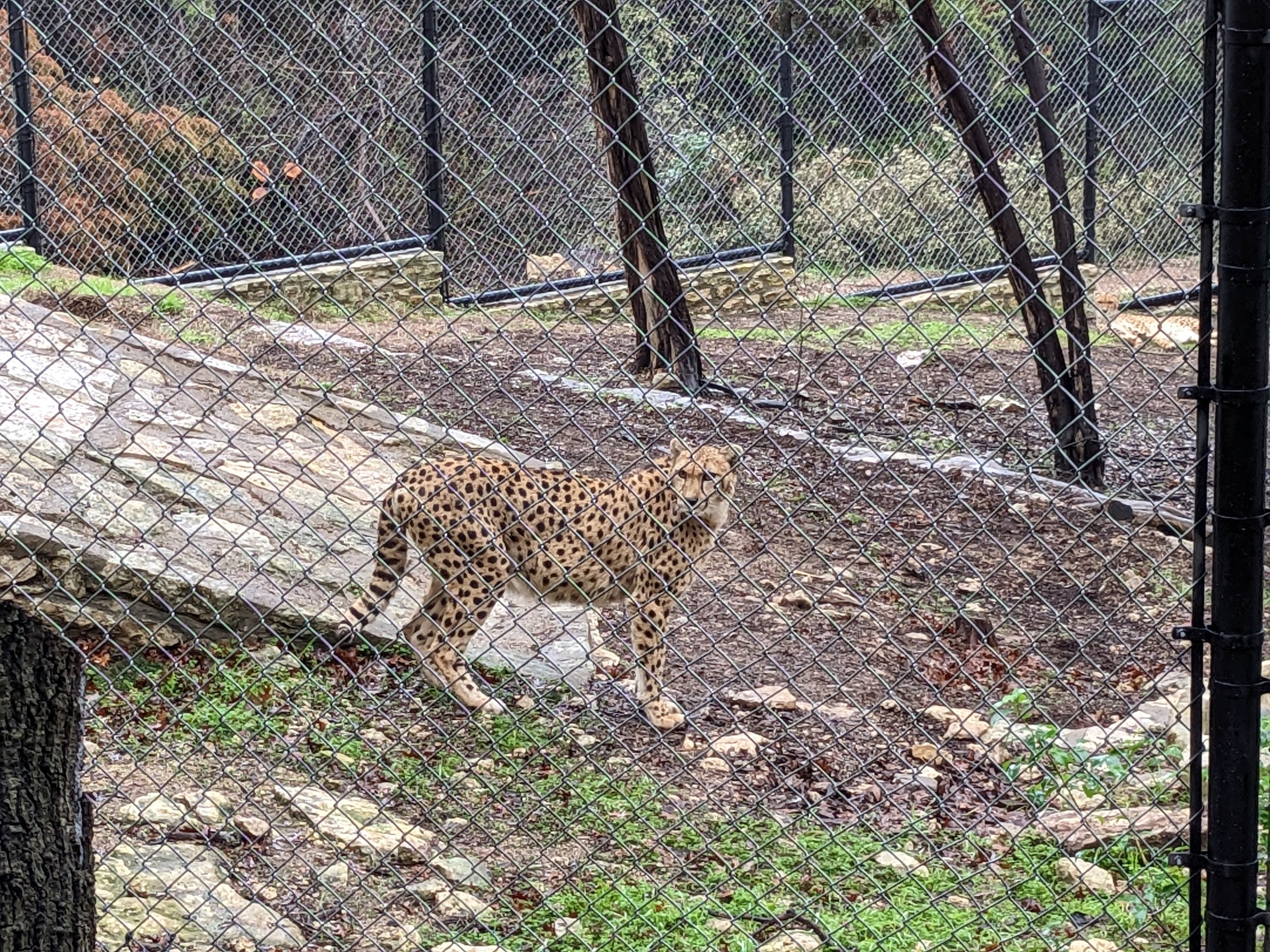 new Cheetah
