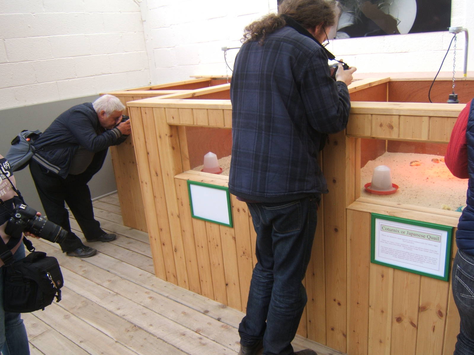 New chick rearing area