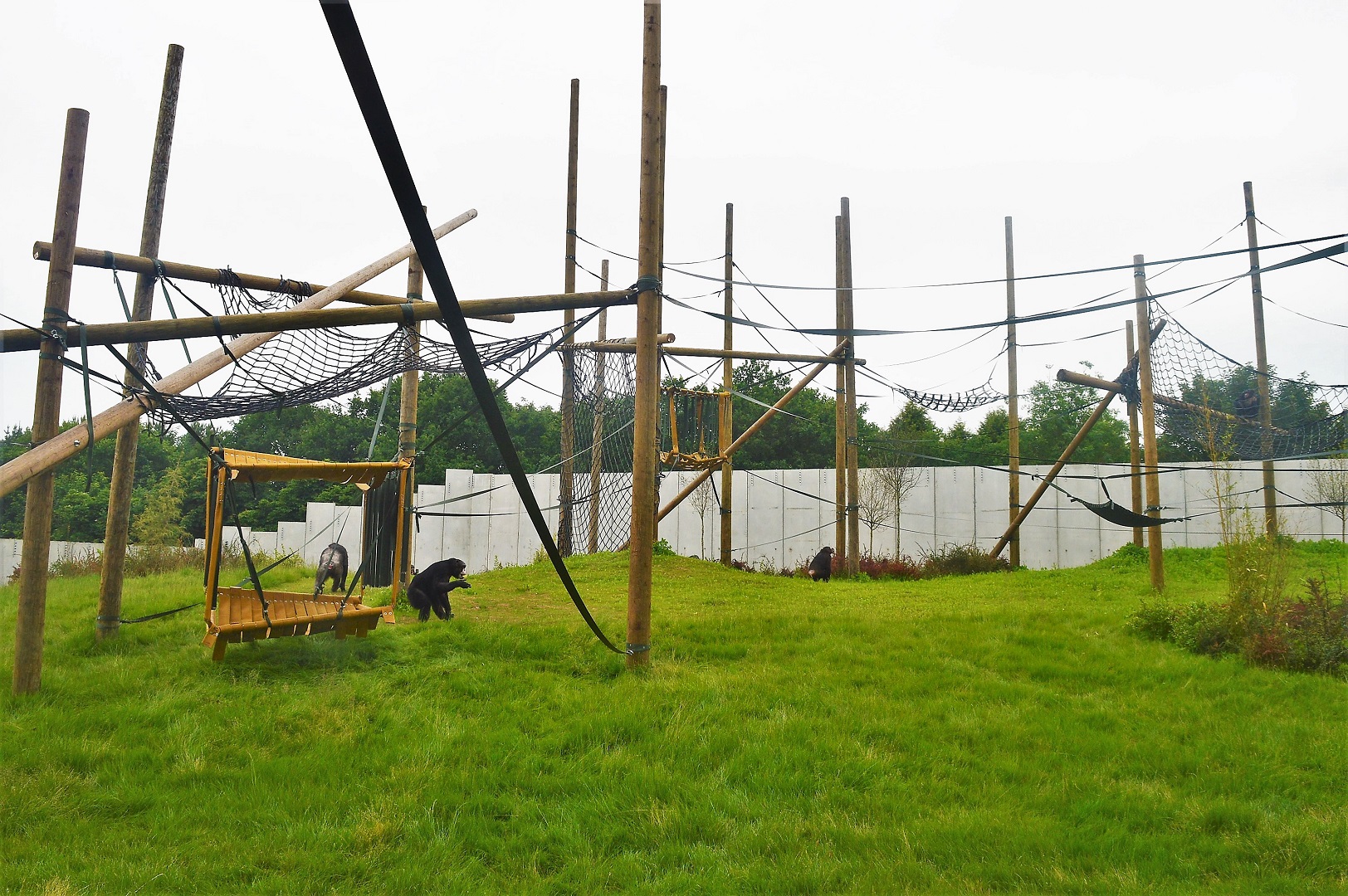 New chimp enclosure.