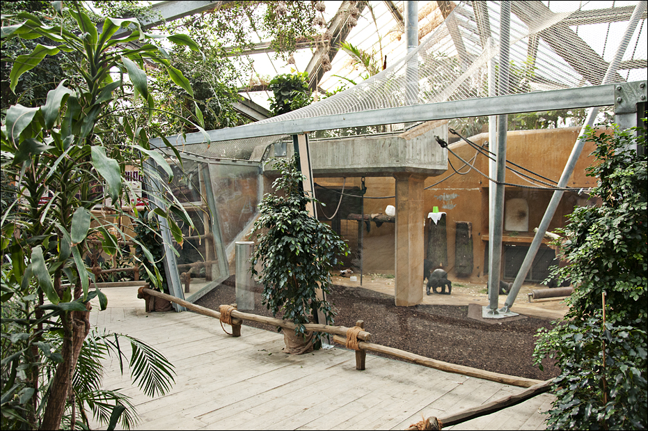 New chimp indoors at Hannover