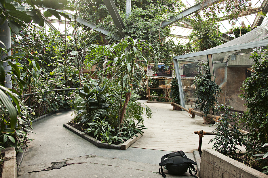 New chimp indoors at Hannover