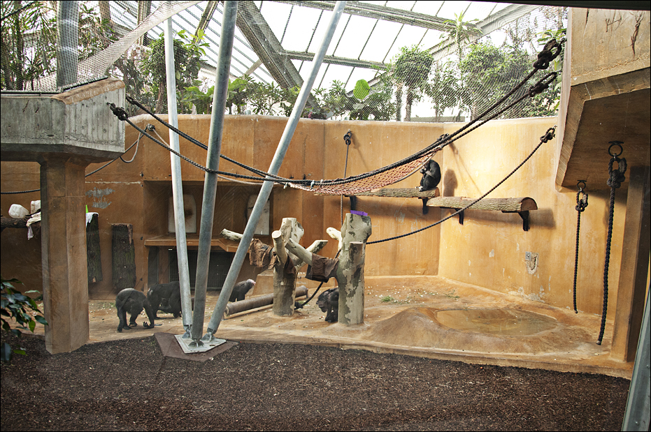 New chimp indoors at Hannover