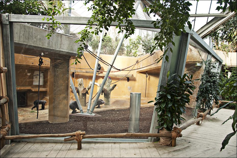 New chimp indoors at Hannover